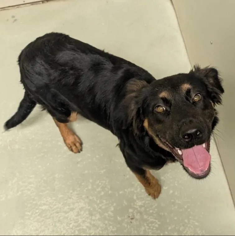 A baby medium-sized female Australian Shepherd dog named Star for adoption in Kingsland, GA