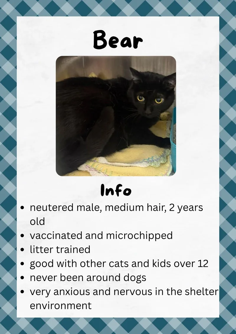 An adult large-sized male Black Domestic Short Hair cat named Bear for adoption in Greensburg, IN