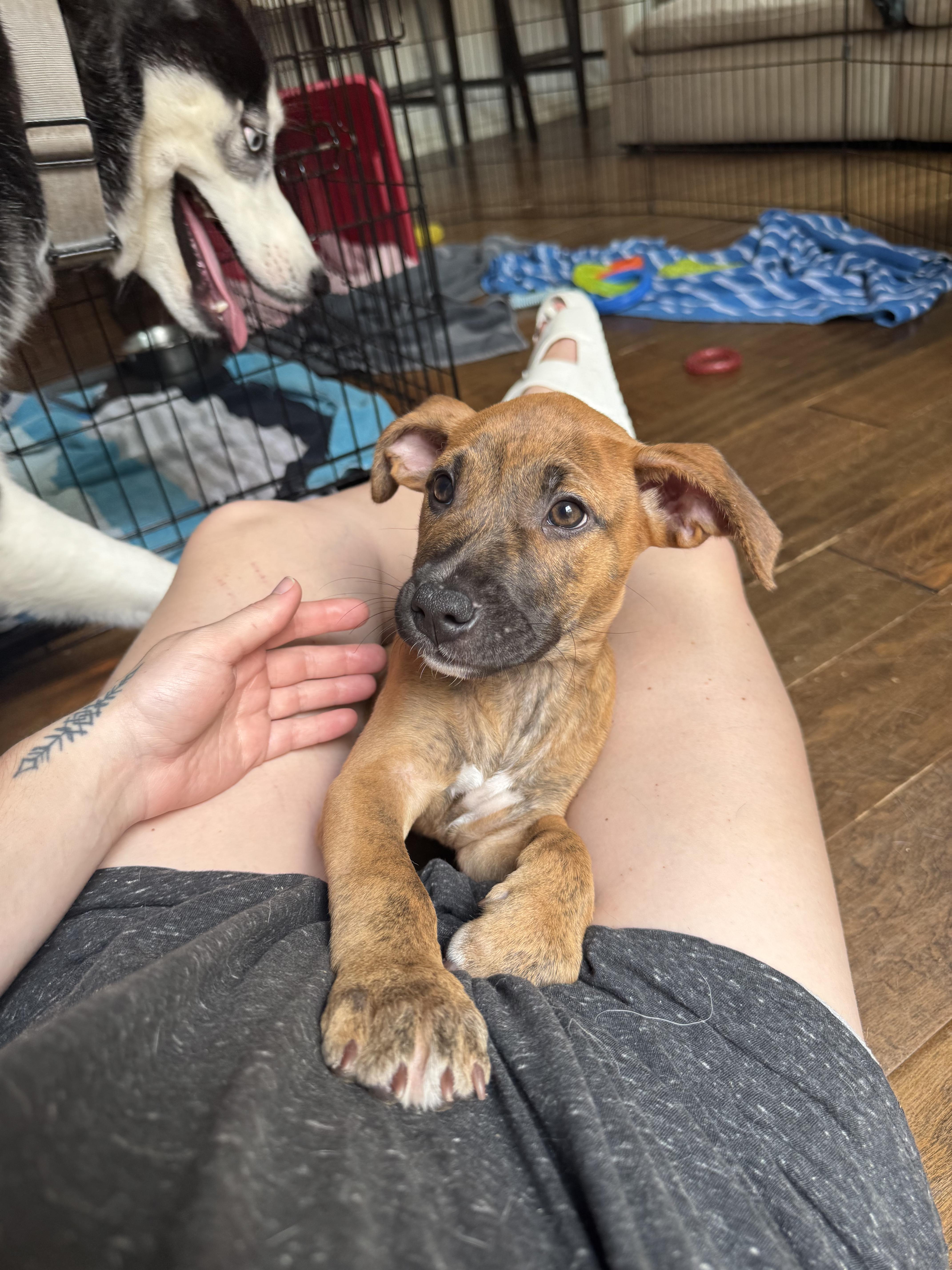 A baby medium-sized female Black Mouth Cur dog named Bea for adoption in Plano, TX