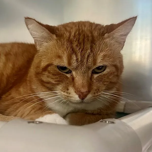 An adult large-sized male Domestic Short Hair cat named Mr. Potato Head for adoption in Walnut Creek, CA