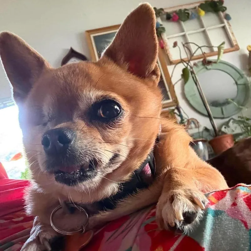 A senior small-sized female Chihuahua dog named Bambi for adoption in Bend, OR