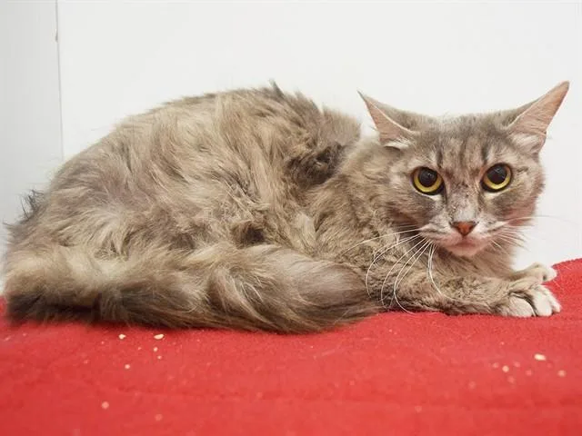 An adult small-sized female Domestic Medium Hair cat named Avery for adoption in Sacramento, CA