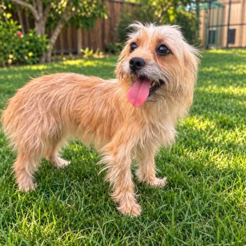A young small-sized female Yorkshire Terrier dog named Beth for adoption in Coachella, CA