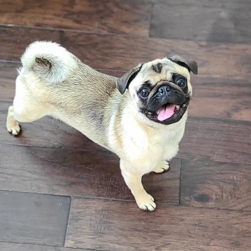 A young small-sized female Yellow / Tan / Blond / Fawn Pug dog named Bubbles for adoption in Alvin, TX