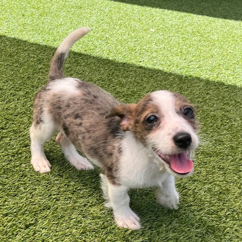 A baby small-sized female Brown / Chocolate Schnauzer dog named Malibu for adoption in LOXAHATCHEE, FL
