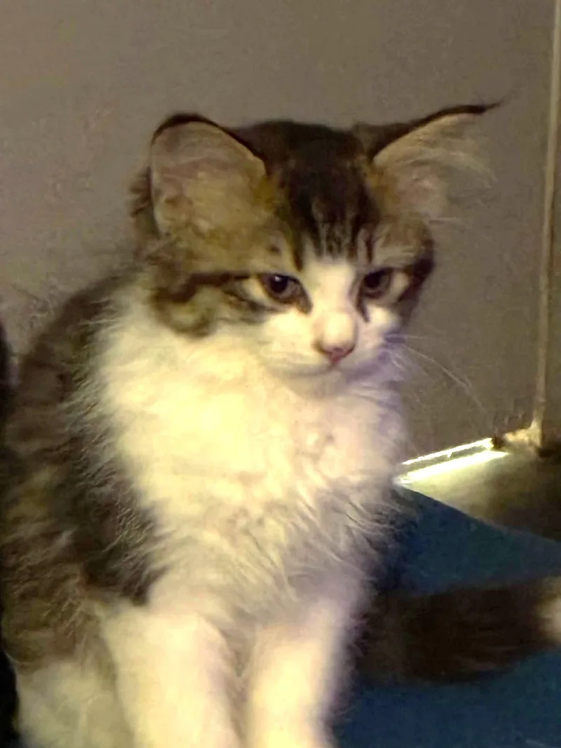 A baby medium-sized male Domestic Long Hair cat named Smooshy for adoption in East Brunswick, NJ