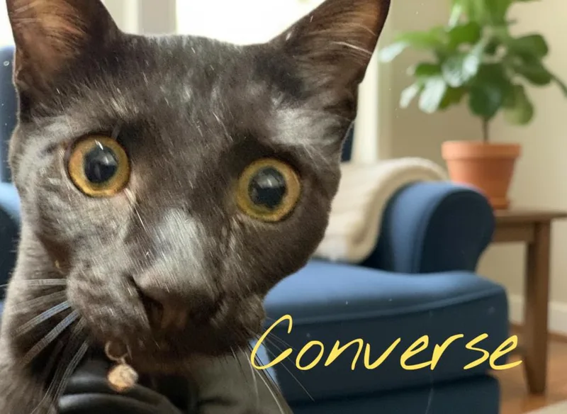 Converse thumbnail 4