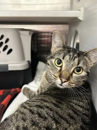 An adult large-sized female Brown / Chocolate Domestic Short Hair cat named Betsy Beaver for adoption in Kansas City, MO