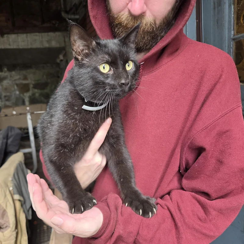 An adult medium-sized male Black Domestic Short Hair cat named Bruce Lee for adoption in Worcester, MA