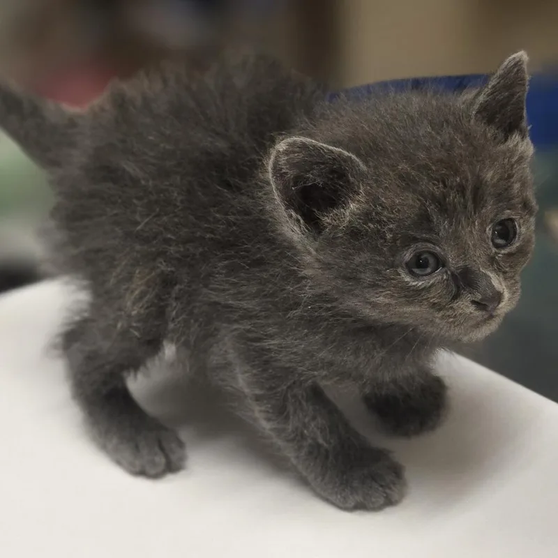 A baby small-sized female Gray / Blue / Silver Domestic Short Hair cat named Linda for adoption in Wickenburg, AZ