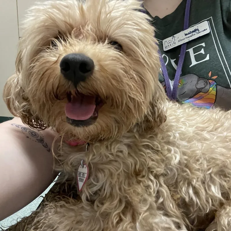 Lenny thumbnail 3