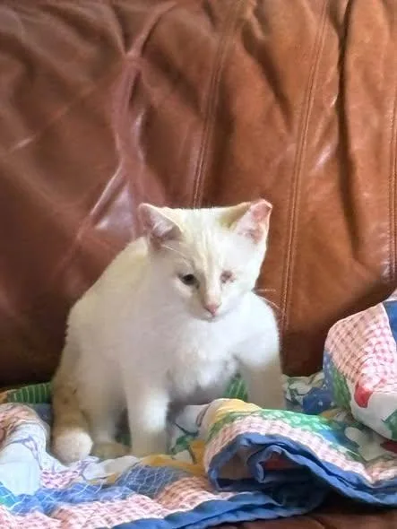 A young medium-sized male Seal Point Domestic Short Hair cat named Cheddar for adoption in Butte, MT