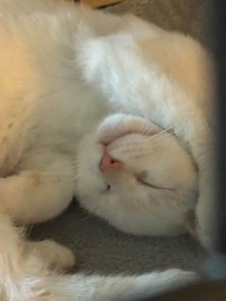 Cheddar thumbnail 4