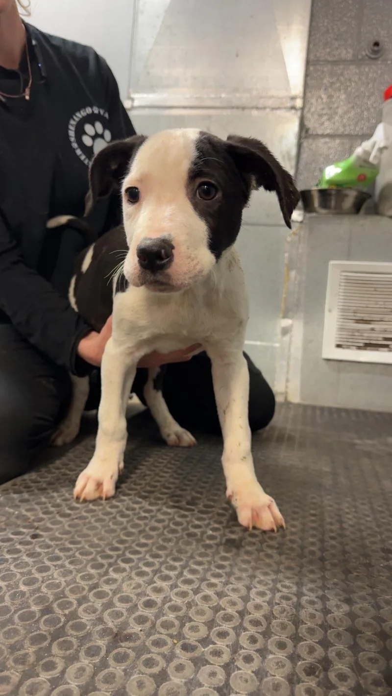 A baby small-sized male Pit Bull Terrier dog named Lou for adoption in Hermitage, PA