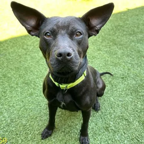 An adult medium-sized female Black Mixed Breed dog named Mahi for adoption in West Palm Beach, FL