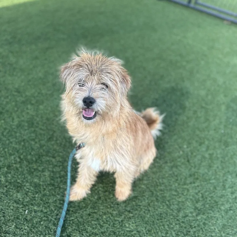 An adult small-sized male Terrier dog named Phinn for adoption in Dallas, TX