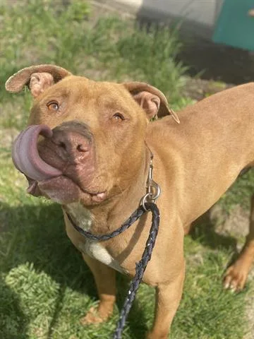 An adult medium-sized male Pit Bull Terrier dog named Grandpa Graham for adoption in Dayton, OH