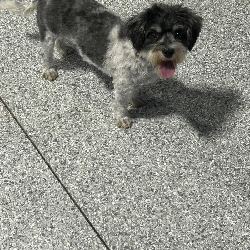 An adult small-sized female Black Yorkshire Terrier dog named One happy dog. for adoption in Antwerp, OH
