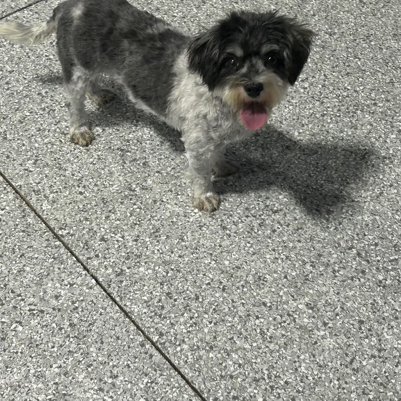 One happy dog.  thumbnail 2