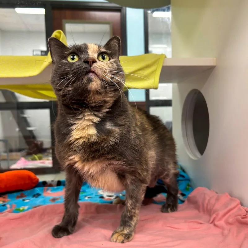 A senior large-sized female Gray / Blue / Silver Domestic Long Hair cat named Pepper for adoption in West Palm Beach, FL