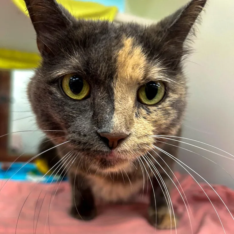 Pepper thumbnail 3