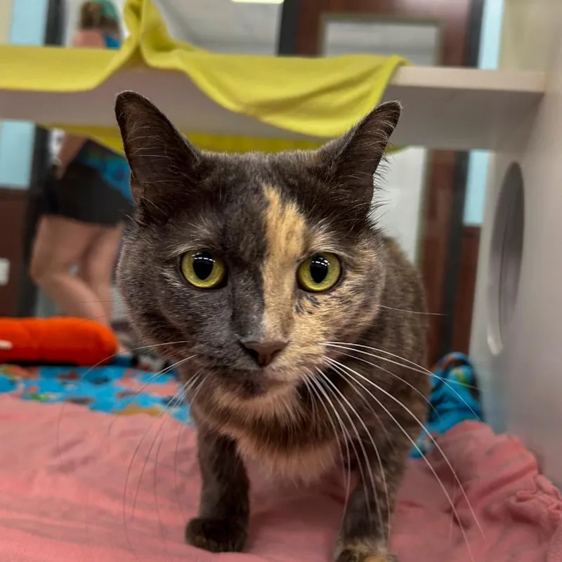 Pepper thumbnail 4