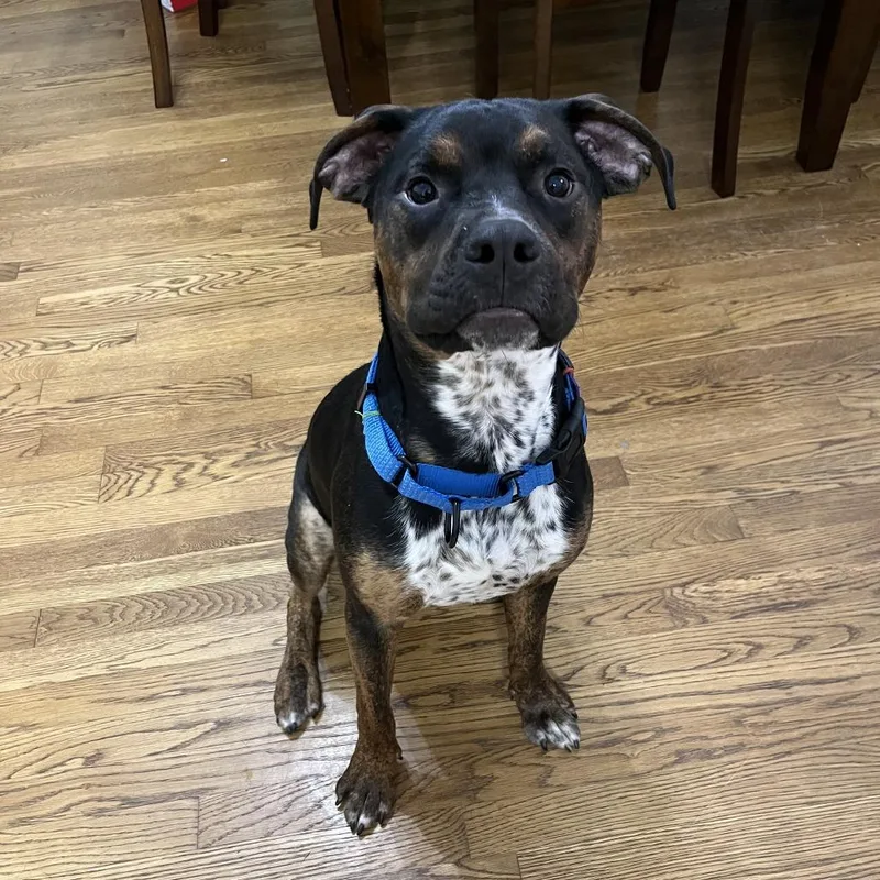 An adult small-sized male Black Mixed Breed dog named Pluto for adoption in Lynchburg, VA