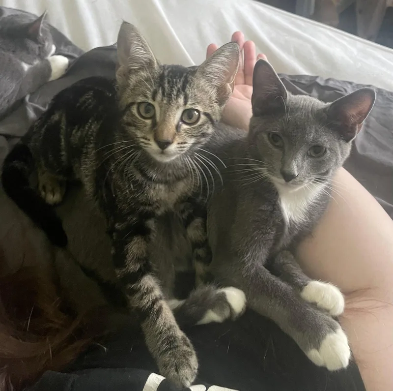 A young medium-sized male Gray & White Domestic Short Hair cat named Gemini for adoption in Ocala, FL