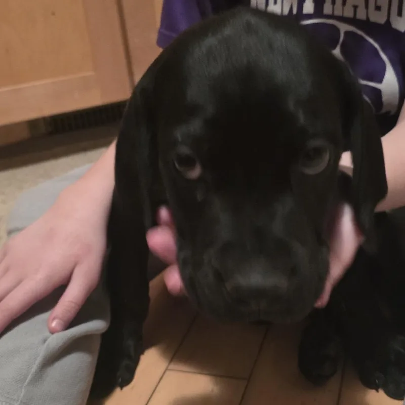 Tree Star thumbnail 2