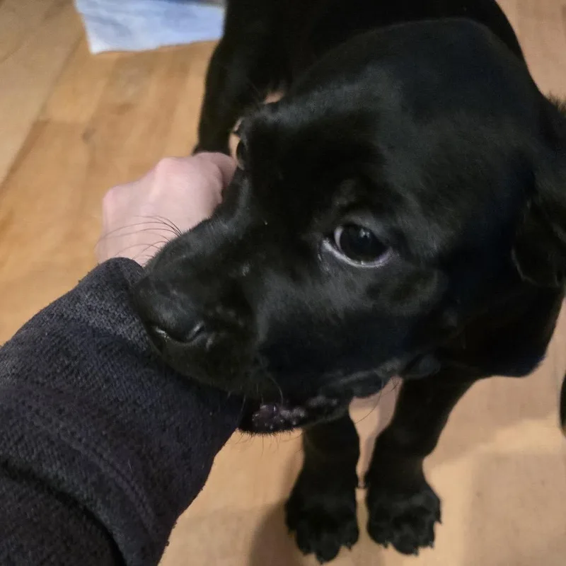 Tree Star thumbnail 3