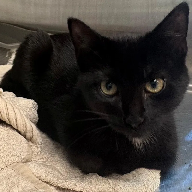 A baby small-sized female Black Domestic Short Hair cat named Sarah Palmer for adoption in East Hanover, NJ