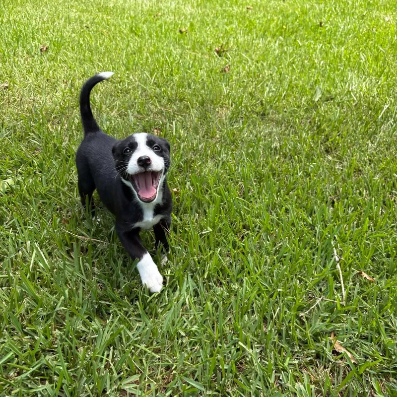A baby medium-sized female Harlequin Black Labrador Retriever dog named Indy for adoption in Humble, TX