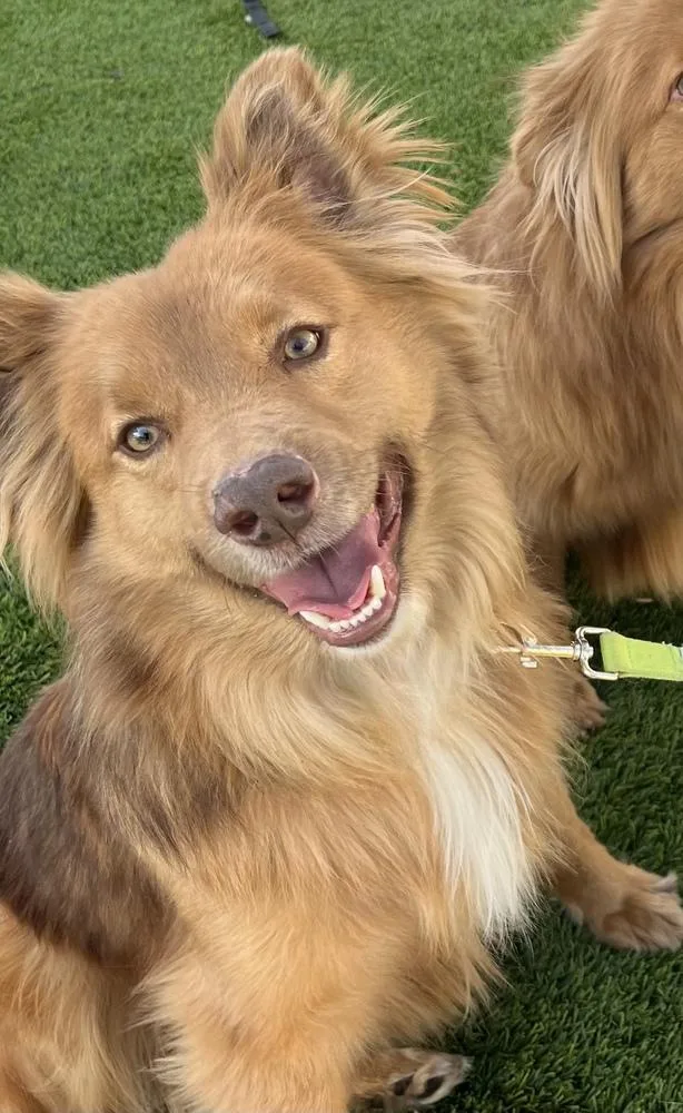 Macchiato thumbnail 2