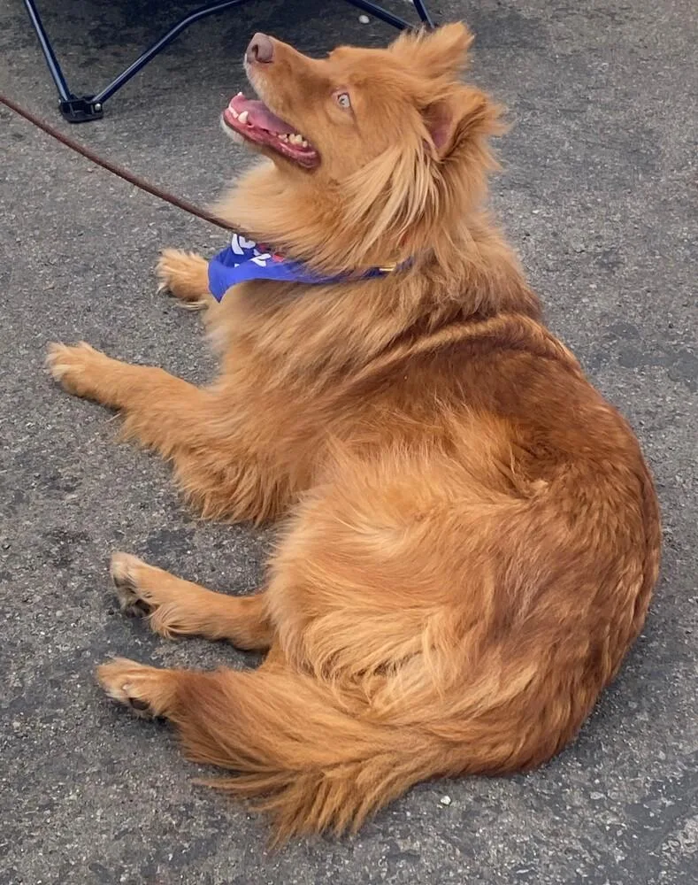 Macchiato thumbnail 6