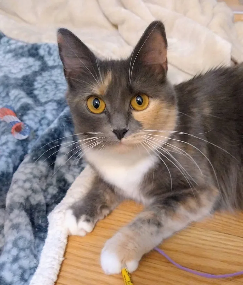 A young medium-sized female Dilute Calico Domestic Medium Hair cat named Maisie for adoption in Manassas, VA