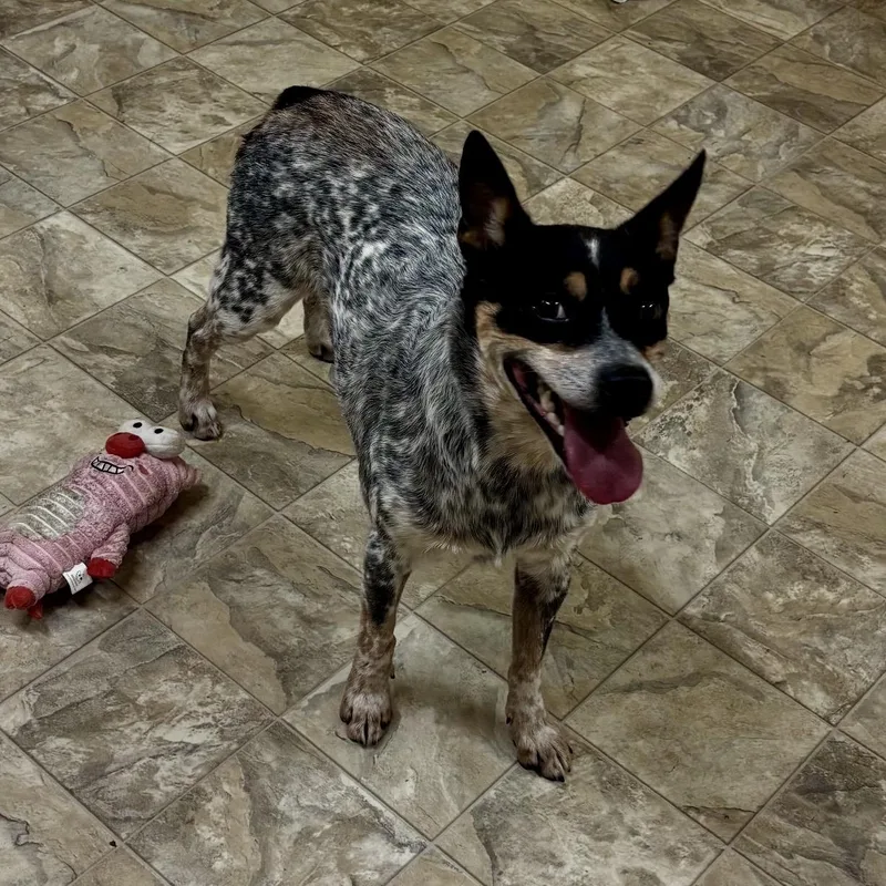 An adult small-sized female Merle (Blue) Australian Cattle Dog / Blue Heeler dog named Roxanna for adoption in Pilot Point, TX