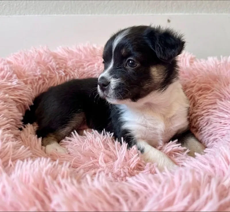 Pippa thumbnail 2