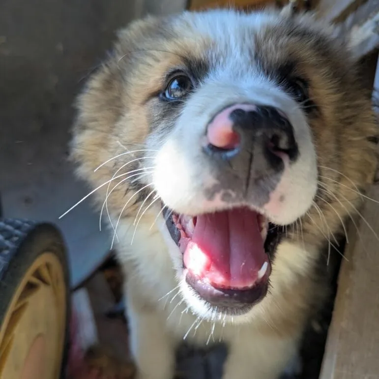 Nanook
