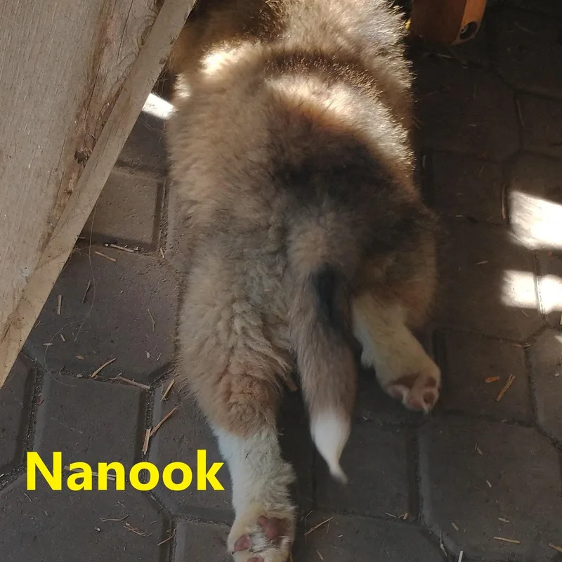 Nanook thumbnail 3