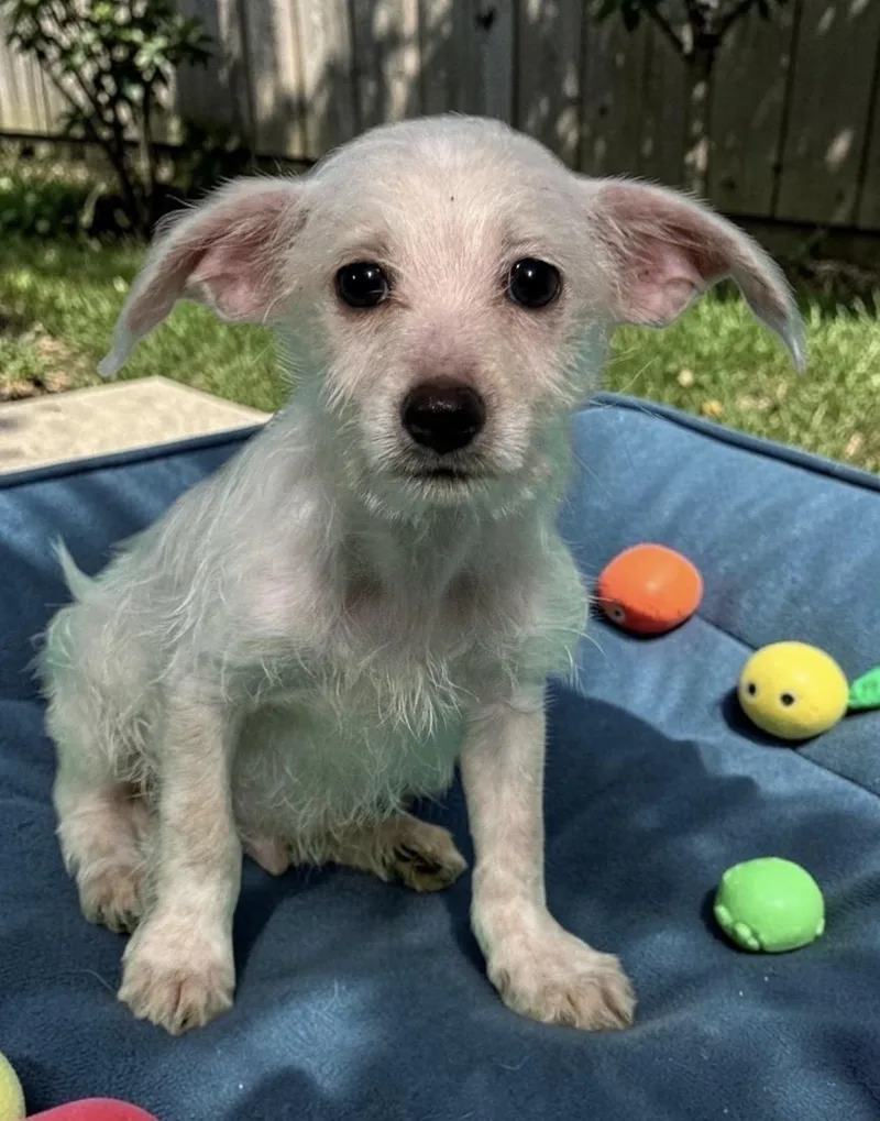 A baby small-sized male White / Cream Wirehaired Terrier dog named Dobby for adoption in Oceanside, CA