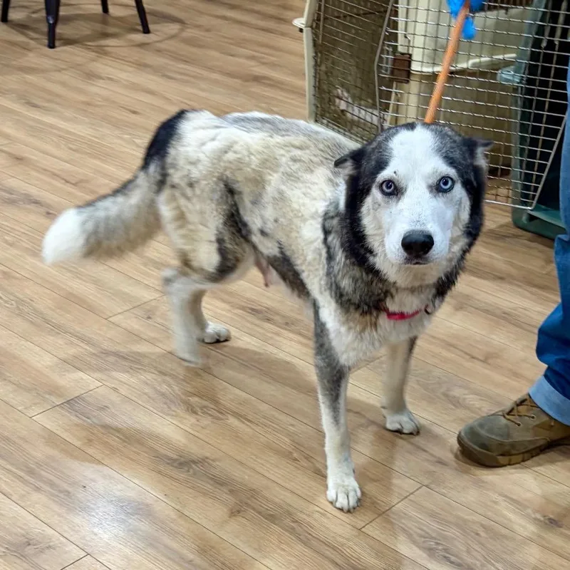 An adult medium-sized female Black Siberian Husky dog named Indigo Moon for adoption in Livingston, TX