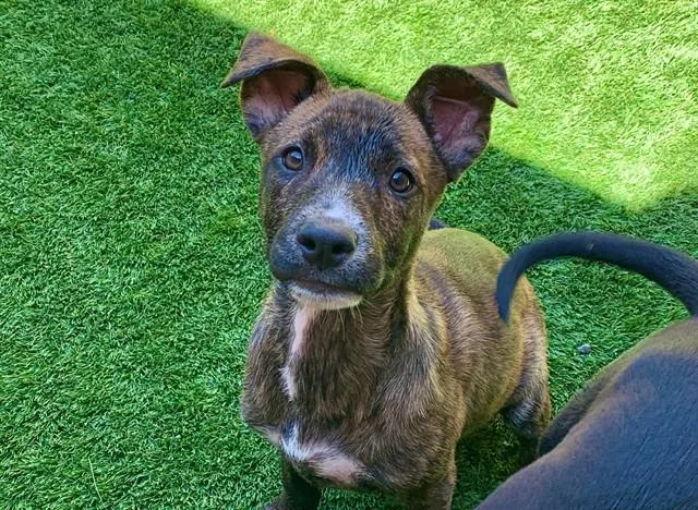 Ziva