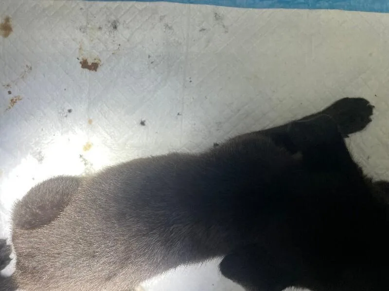 A young medium-sized male Black Mixed Breed dog named Sunday for adoption in Cincinnati, OH