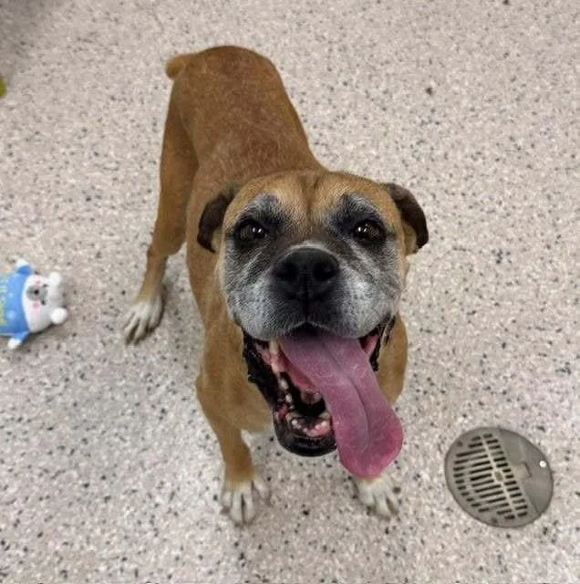 A senior medium-sized female Boxer dog named Amelia Bedelia for adoption in Denver, CO