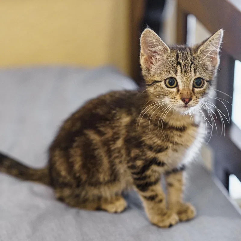 A baby medium-sized male Tabby (Tiger Striped) Tabby cat named Roger That for adoption in LAMPASAS, TX