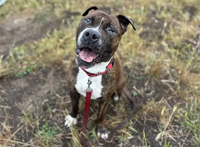Cornelius