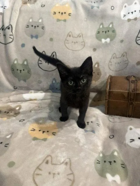 A baby medium-sized female Black Domestic Short Hair cat named Annie for adoption in Wesley Chapel, FL