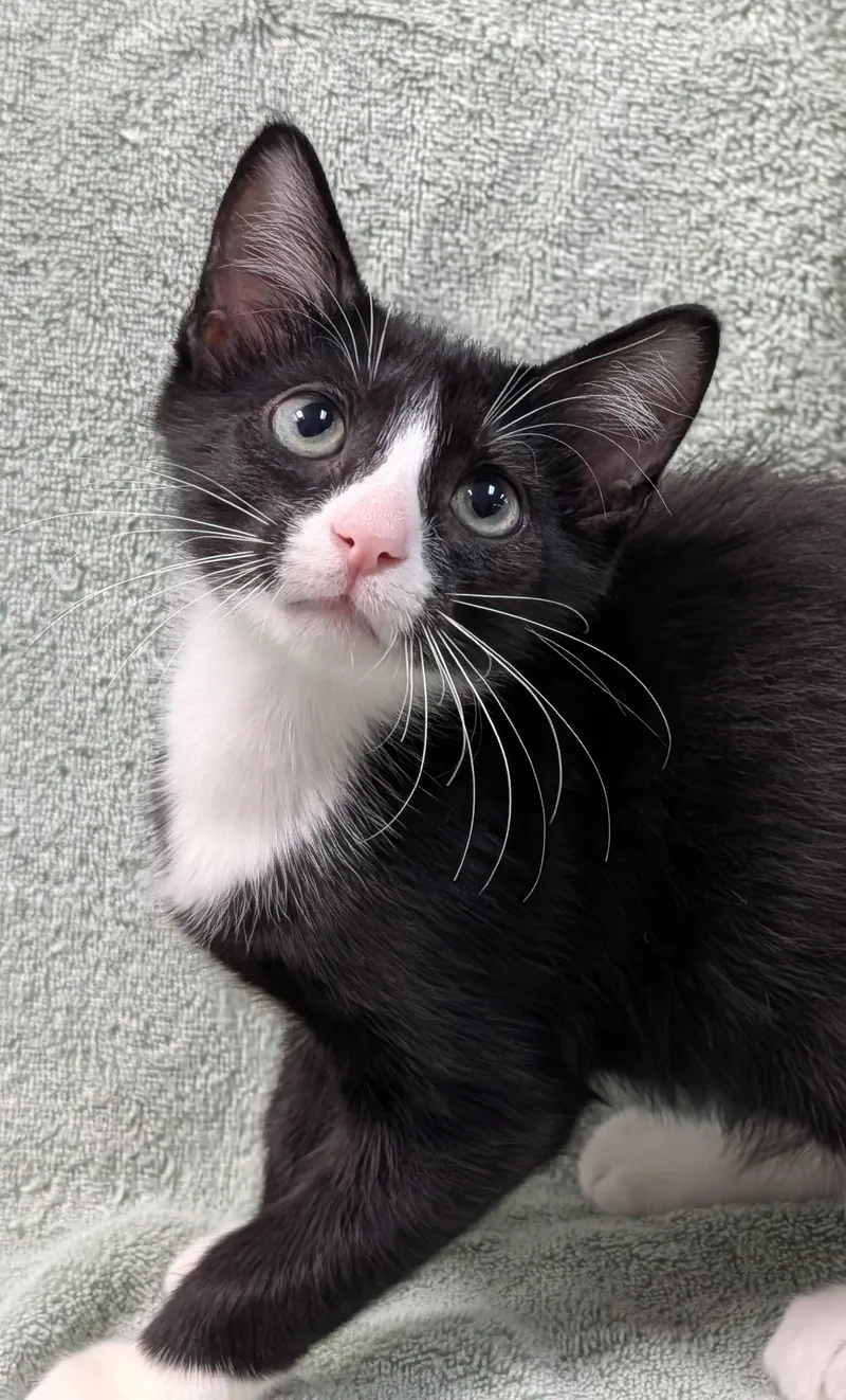 A young large-sized male Black & White / Tuxedo Domestic Short Hair cat named Sturgis for adoption in Decatur, IL