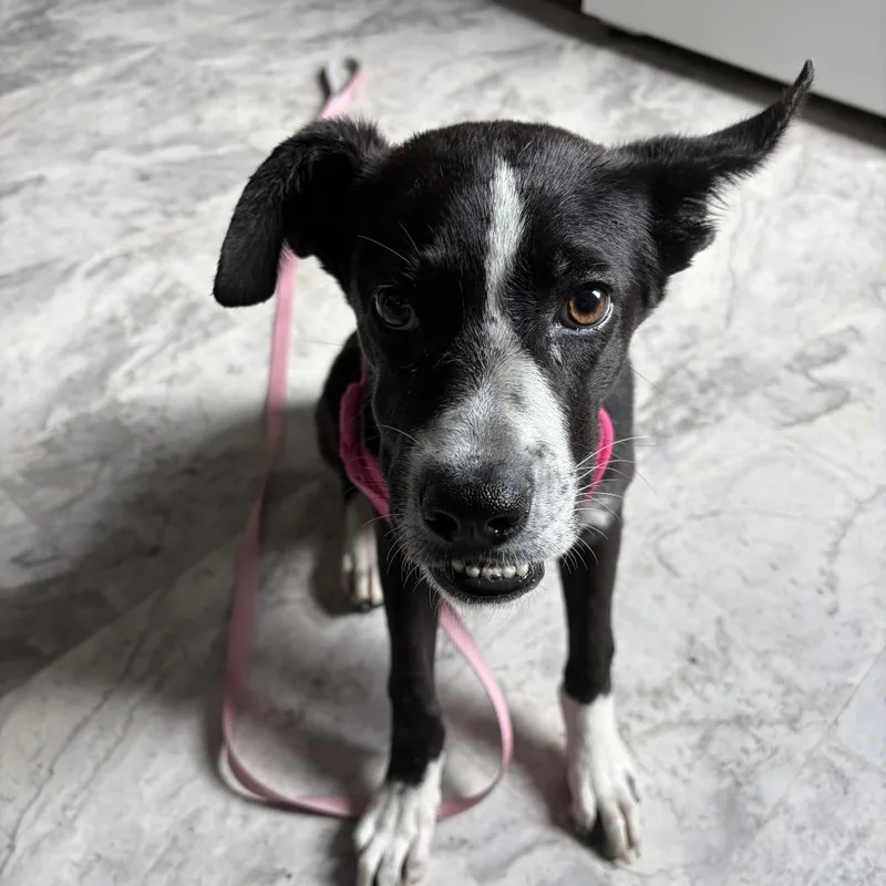 A young medium-sized female Black Mixed Breed dog named Echo for adoption in Oak Hill, WV