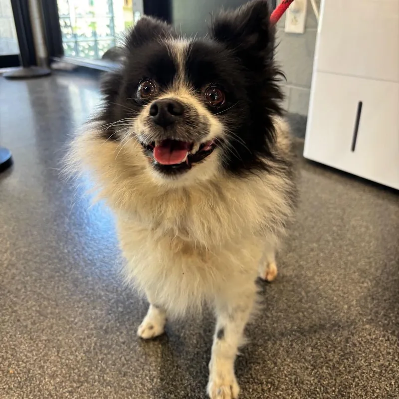 An adult small-sized male Mixed Breed dog named Pepe Le Pew for adoption in Allentown, PA